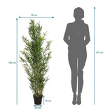 Dessin technique de la Plante artificielle BAMBUS avec une hauteur de 165 cm et une largeur de 70 cm de hjh OFFICE