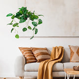 Plante artificielle verte MONSTERA CLIMB en plante suspendue devant un mur clair de hjh OFFICE