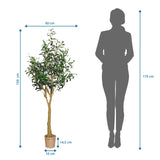Dessin coté de la Plante artificielle OLIVE II d'une hauteur de 150 cm et d'une largeur de 60 cm de hjh OFFICE