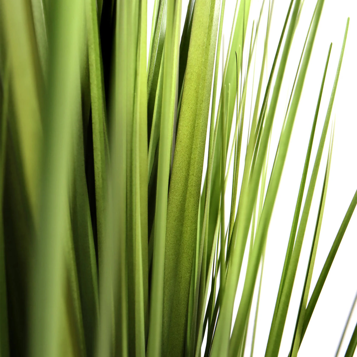 Feuilles vertes de la plante artificielle CORTADERIA de hjh OFFICE