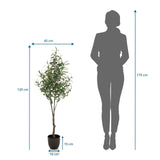 Dessin dimensionnel de la Plante artificielle OLIVE d'une hauteur de 120 cm de hjh OFFICE