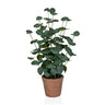Plante artificielle Eucalyptus de couleur verte avec des feuilles rondes dans un pot en terre cuite marron de hjh OFFICE
