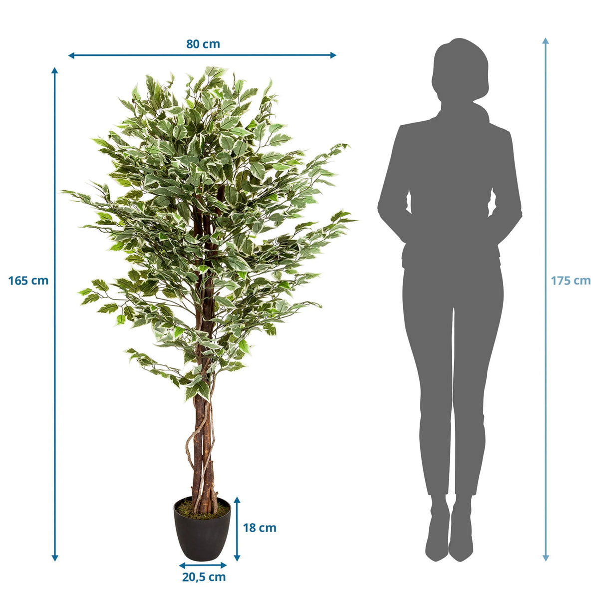 Dessin coté de la Plante artificielle FICUS avec une hauteur de 165 cm et une largeur de 80 cm de hjh OFFICE