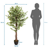 Dessin coté de la Plante artificielle FICUS avec une hauteur de 165 cm et une largeur de 80 cm de hjh OFFICE