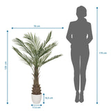 Dessin dimensionnel de la Plante artificielle DRACAENA avec une hauteur de 120 cm et une largeur de 70 cm de hjh OFFICE