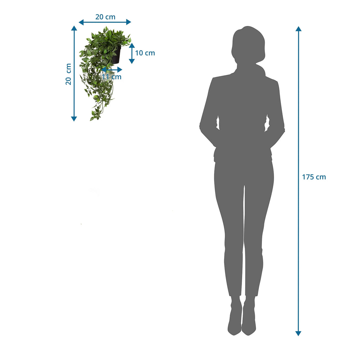 Dessin coté de la Plante artificielle Epipremnum Climb d'une hauteur de 20 cm comparée à une personne de hjh OFFICE