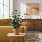 Plante artificielle verte Eucalyptus dans un pot terracotta sur une table d'appoint de hjh OFFICE