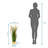 Vue dimensionnelle de la Plante artificielle CORTADERIA I d'une hauteur totale de 78 cm de hjh OFFICE