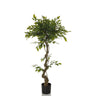 Plante artificielle verte FICUS I avec tronc torsadé dans un pot noir de hjh OFFICE