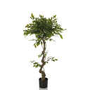 Plante artificielle verte FICUS I avec tronc torsadé dans un pot noir de hjh OFFICE