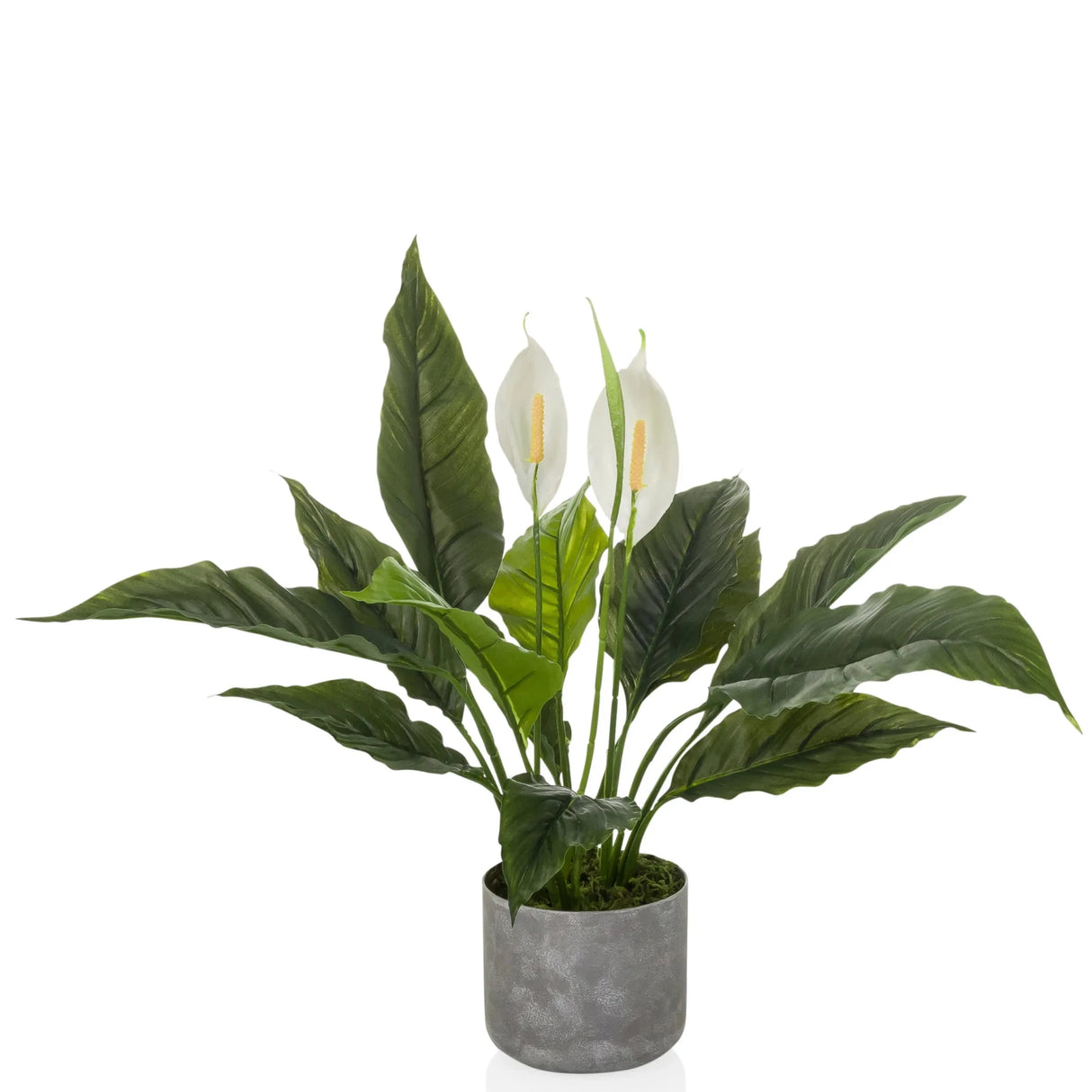 Spathiphyllum 1 - Plante artificielle 